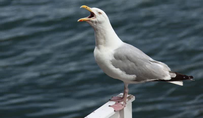 Naked Michigan Man Arrested After Taking LSD and Chasing Seagulls at a State Park