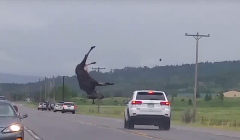Video: Moose Steps Directly in Front of Oncoming Car