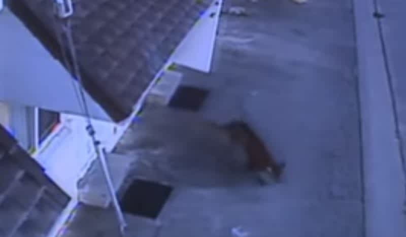 Video: Mountain Lion Crash Lands on Top of Woman in Her Sleep