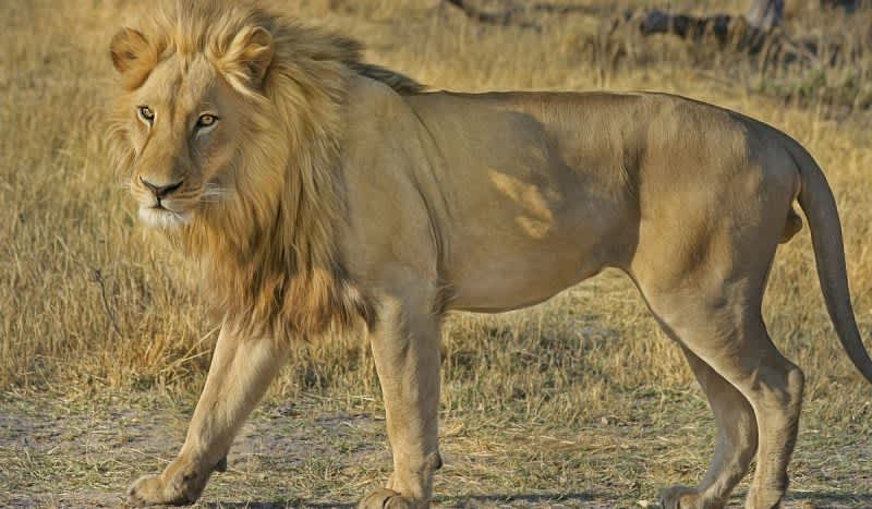 Offspring of Cecil the Lion Legally Harvested in Zimbabwe
