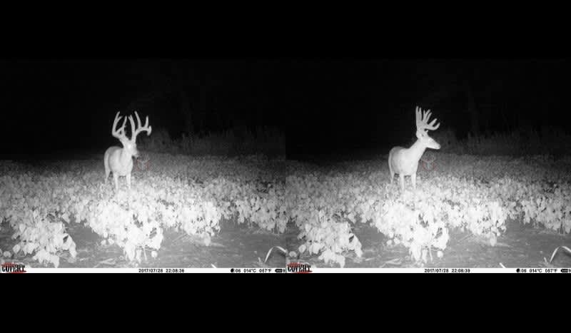 Trail Cam Photos: What’s Your Guess on a Score for this Stud Buck?