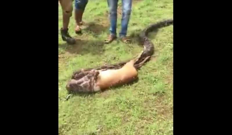 Must-See Video: Does this Python Inhale a Whole Deer in Seconds?