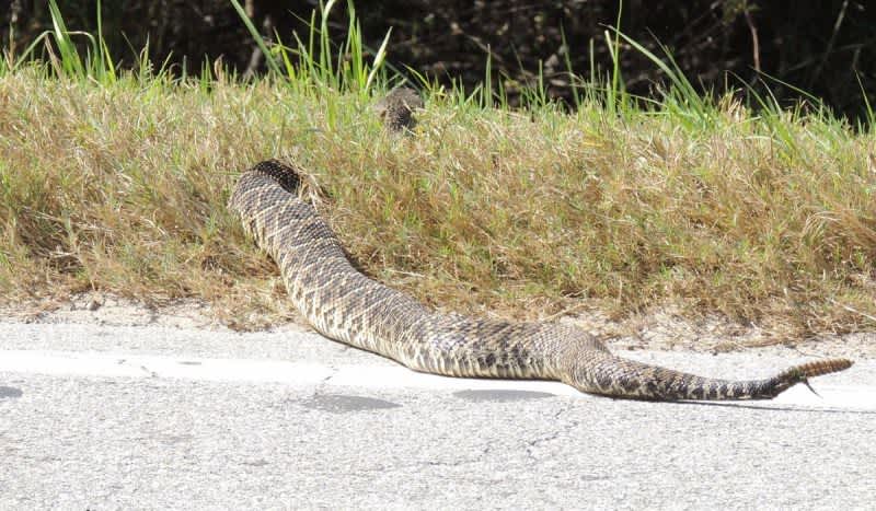 Florida Woman Finds ‘World’s Fattest Rattlesnake’ Crossing the Road