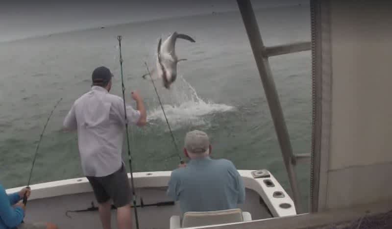 Video: Watch a Shark Go Airborne to Steal Fish Right Off the Line