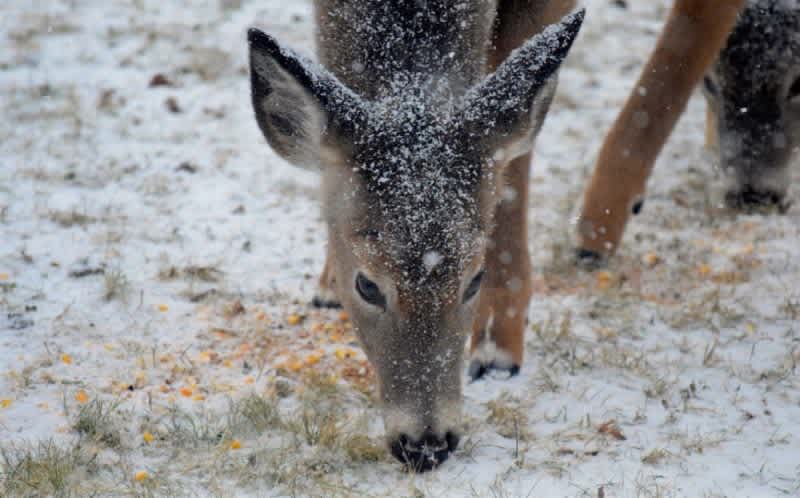 Video: Wisconsin Governor Signs Bill Lifting Deer Baiting Bans