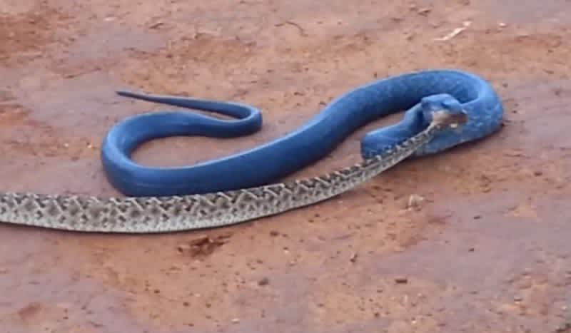 Video: Watch this Blue Snake Dining on a Diamondback Rattlesnake