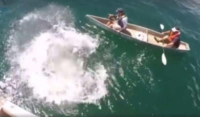 Video: Goliath Grouper Capsizes Canoe