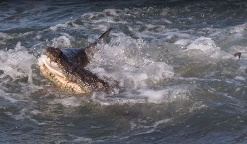 Video: Croc Catches Shark Behind Australian Fishing Boat