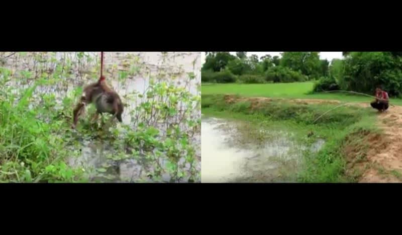 Video: Malaysians Dangle Baby Ducks Over Water to Entice and Hook Fish