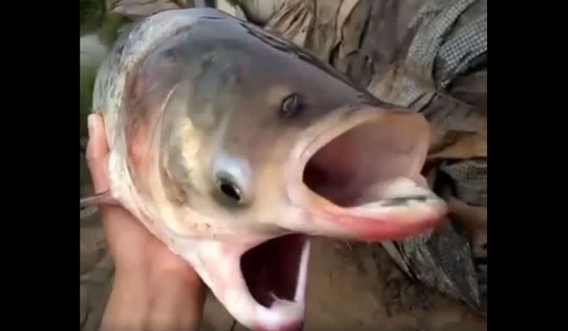 Video: Bad News, It Looks Like Carp are Evolving to Feed Twice as Much
