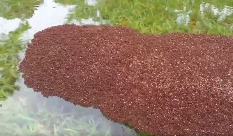 Video: Flooding in Houston Brings Out Floating Islands of Fire Ants