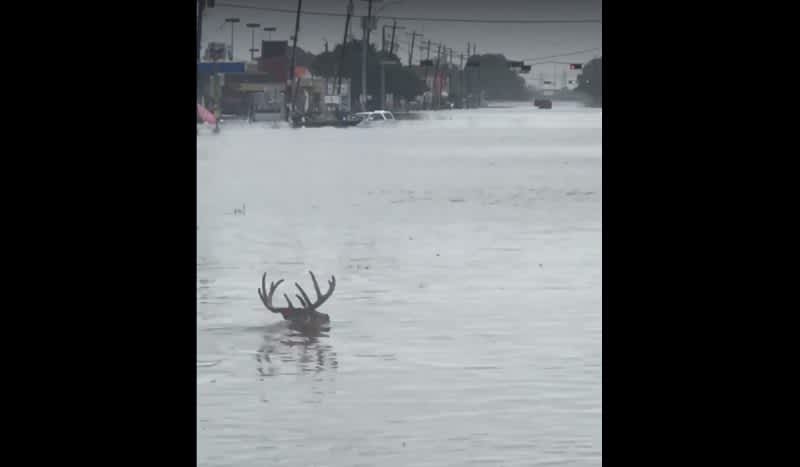 Video: Apocalyptic Scene as 10-Point Buck Swims Down Streets of Texas