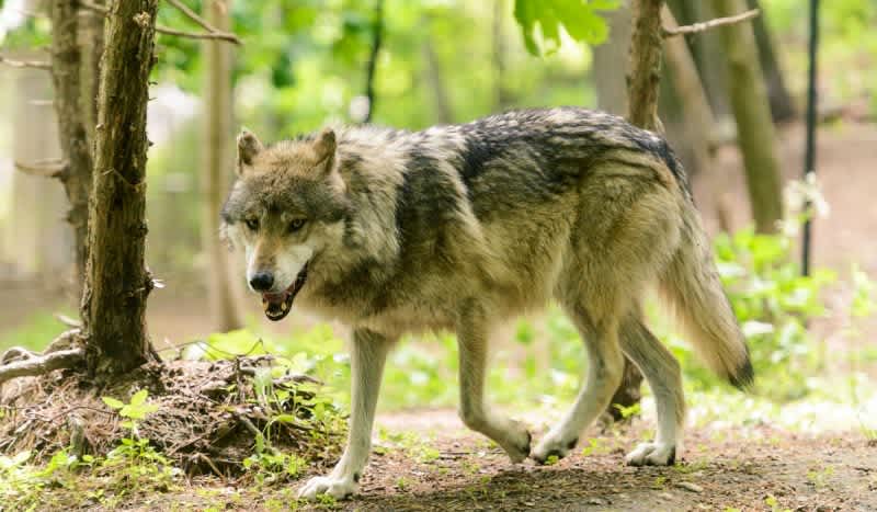 Court Rules Against Obama Decision to Remove Gray Wolf Protections; Wolf Hunting Now Illegal