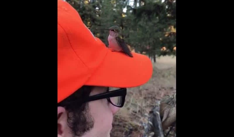 Video: Hummingbird Tries Feeding From Blaze Orange Hunting Hat
