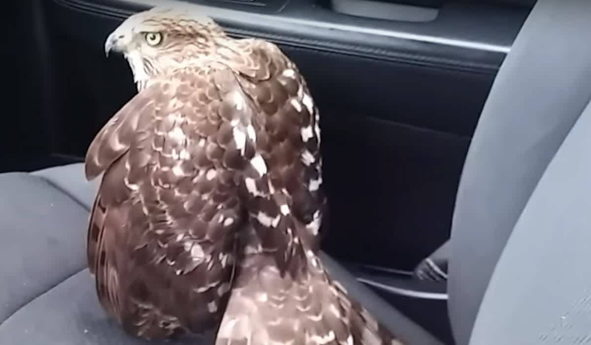 Video: Hurricane Hawk Seeks Refuge in Houston Taxi