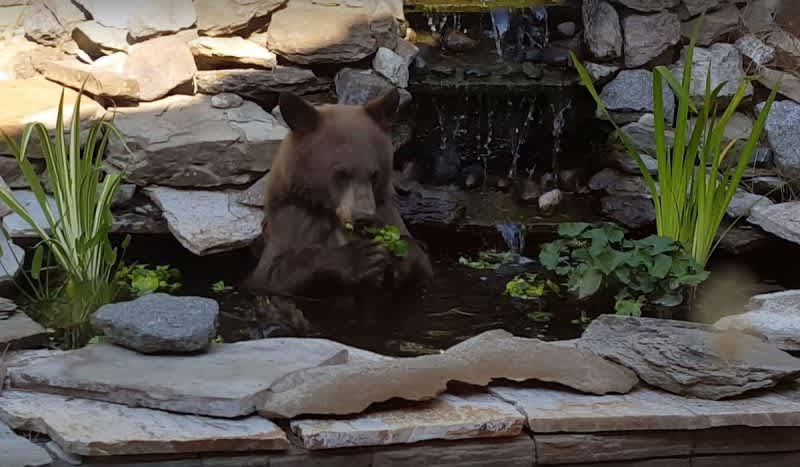 Video: Bear Invades Woman’s Backyard Koi Pond