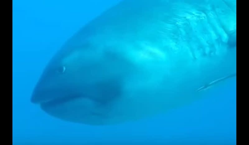 Video: Super-Rare Megamouth Shark Filmed of Coast of Komodo Island