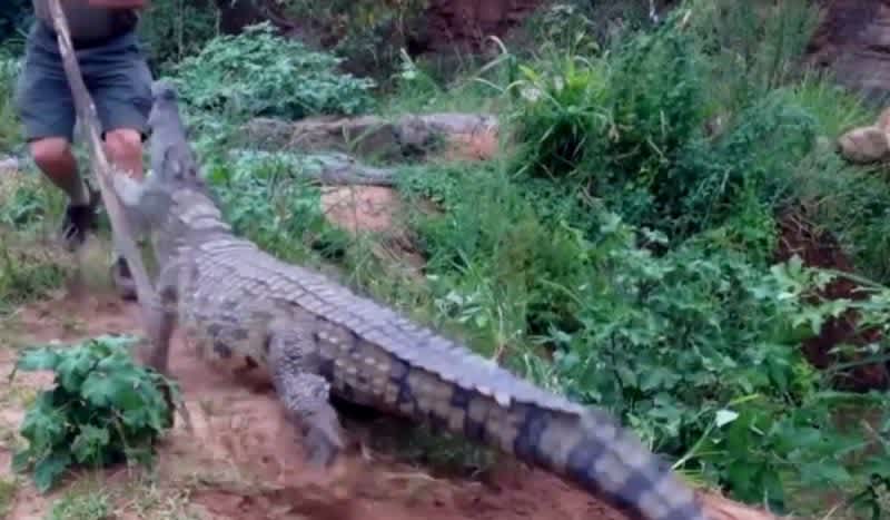 Video: Well, That’s What Happens When You Poke a Crocodile