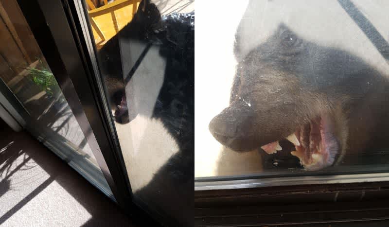 Bear Punched in Face After It Followed a 2-Year-Old into House