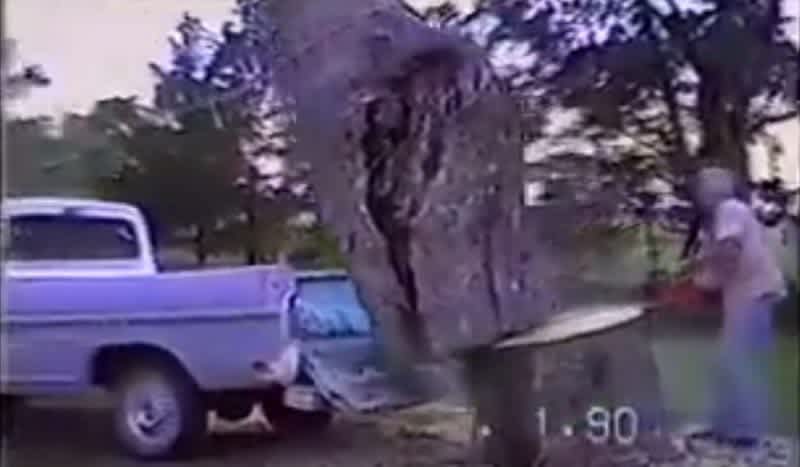 Video: Man Saws Tree into Truck Bed, Learns Hard Lesson on Automobile Suspension