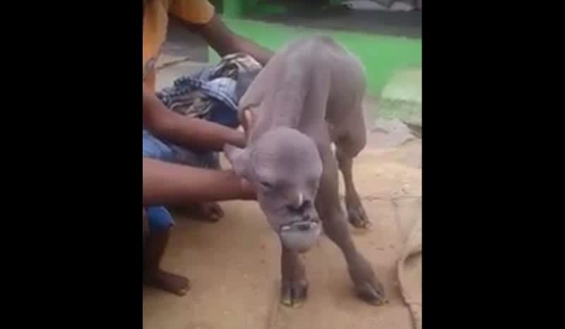 Video: Bizarre Animal with Human Features Baffles the World