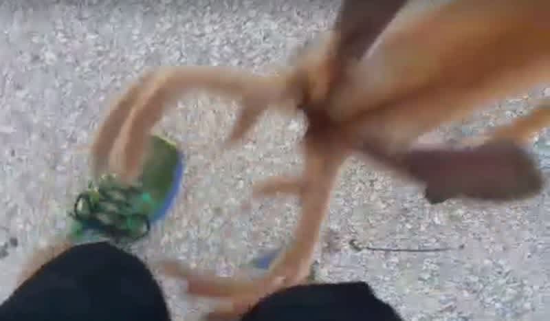 Video: 6-Point Velvet Buck Uses Wisconsin Man’s Leg to Scratch Antlers