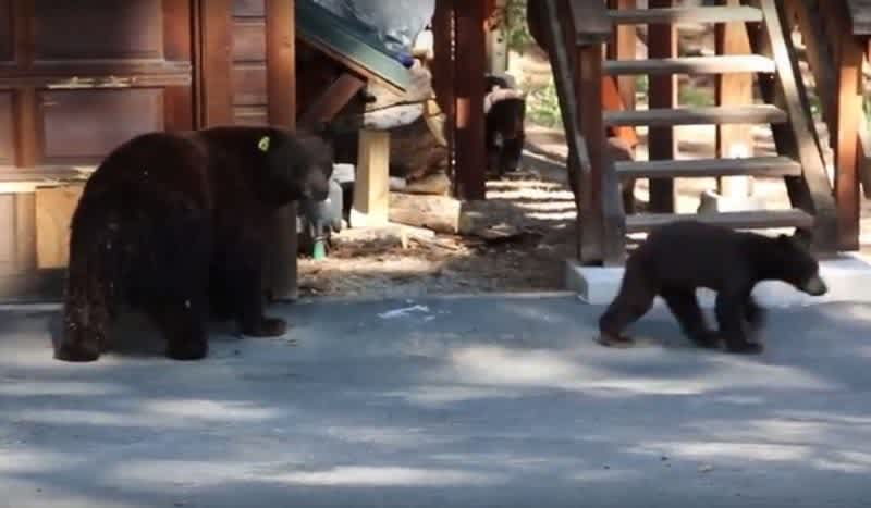 Video: Lake Tahoe Man Plays Calming Violin Music to Stop Bear from Eating His Garage
