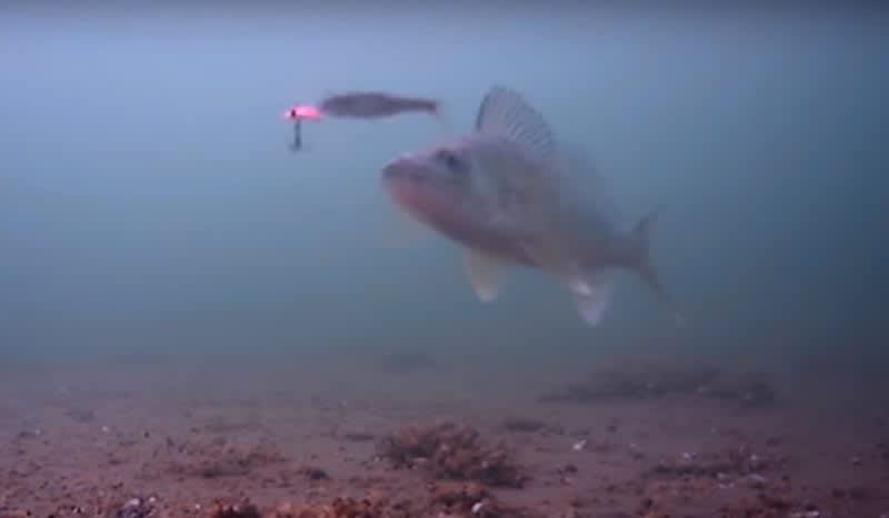 Video: Underwater Footage Captures Sure-Fire Jigging Techniques to Land Big Walleyes