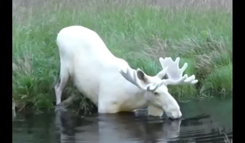 Video: Have You Seen the All-White Moose in Sweden Everyone is Mesmerized by?