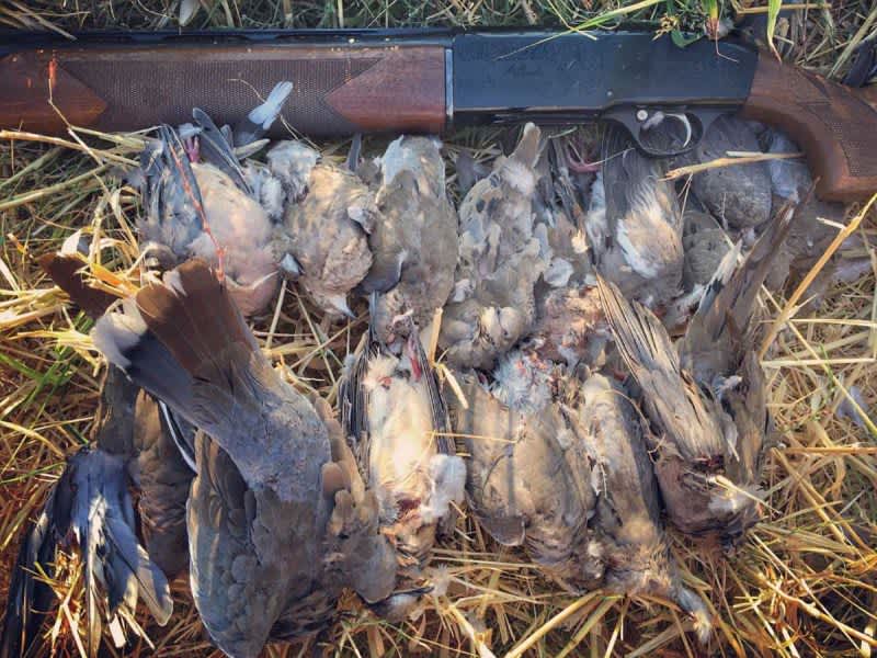 2 Doves and Gun Jeremiah Doughty Mourning Dove: A Game Bird that was ‘Born to be Eaten’
