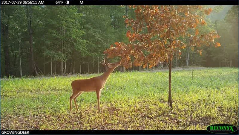 Whitetail Wednesday: Use Mock Scrapes at Trail Camera Sites