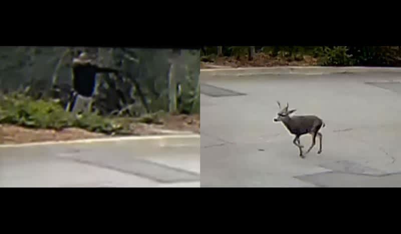 Video: Man Caught on Camera Ambushing Deer in Residential Neighborhood