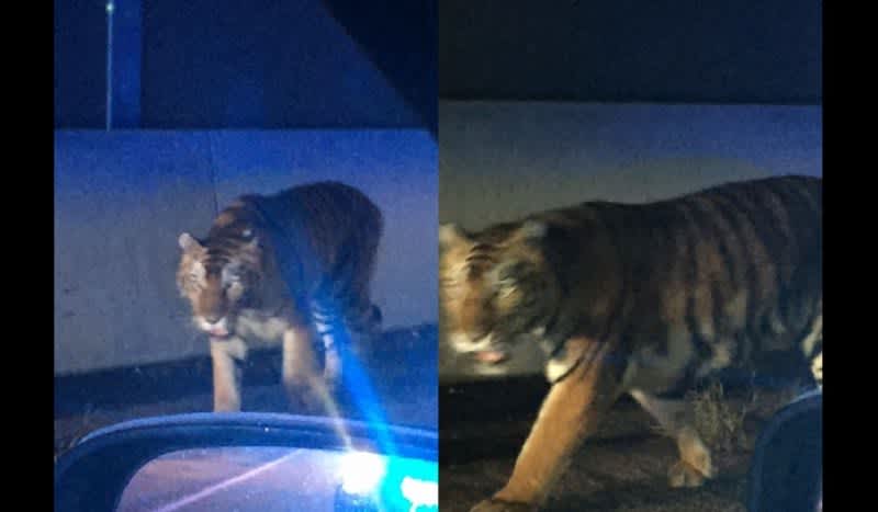 Video: Tiger on the Loose Shot by Authorities After Attacking Dog in Homeowner’s Backyard