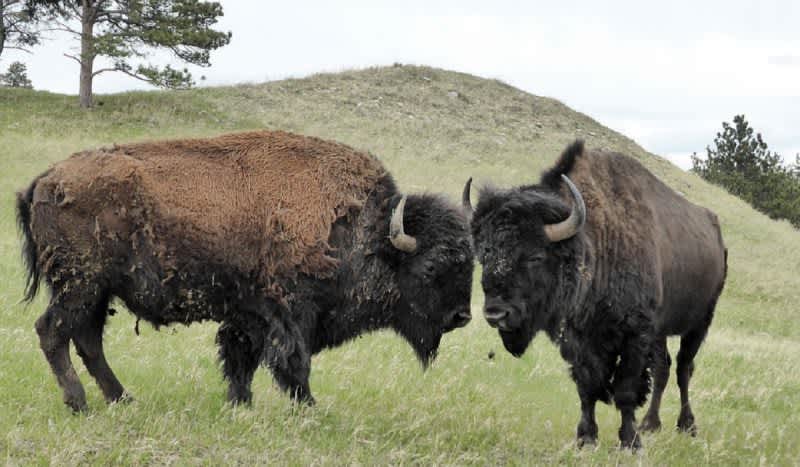 Straight Shooters Wanted to Help with Grand Canyon Bison Cull