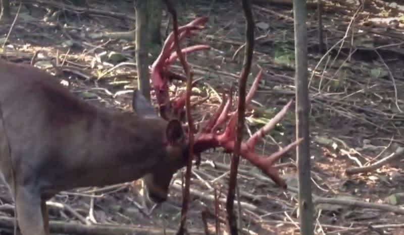 Video: Watch This Buck Let Out Some Pent-Up Aggression on Shedding Velvet