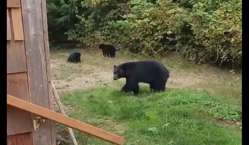 Video: British Columbia Man Asks Bears to Leave His Yard in the Most Canadian Fashion Ever