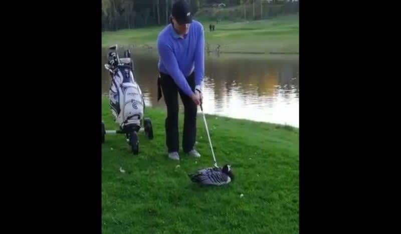 GRAPHIC VIDEO: Angry Golfer Lashes Out, Decapitates Goose