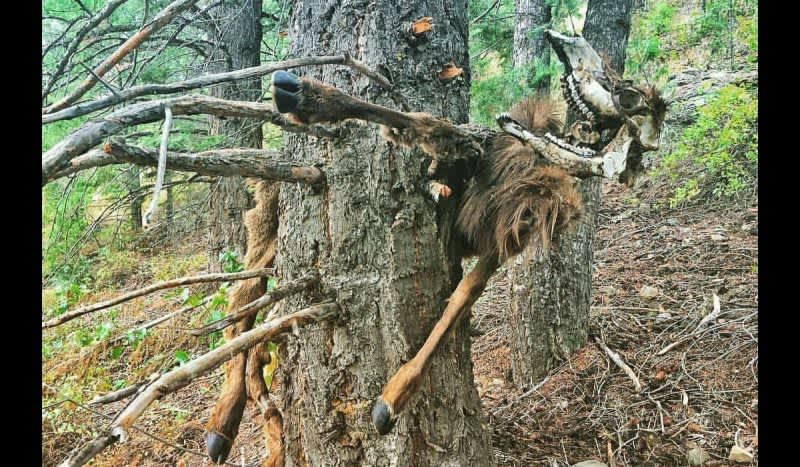 Hunter Discovers Elk Pinned to a Tree by an Avalanche