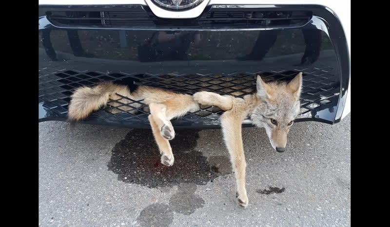 Coyote Hit by Car, Embedded in Grill and SURVIVED