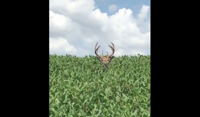 Video: Test Your Buck Fever Nerves by Getting Up Close to This Monster