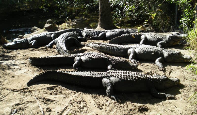 Florida Gator Park Promised 2000 Gators Would Not Escape and then got Trolled by the Internet
