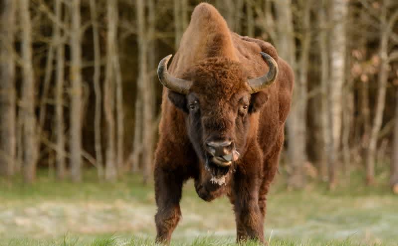 Wild Bison Crosses German Border for First Time in 250 Years, Then Gets Shot by Officials