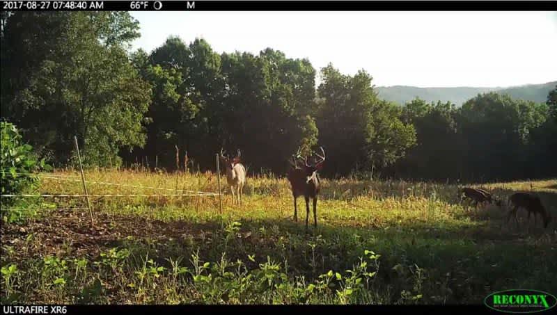Whitetail Wednesday: Creating Food Plot Bottlenecks with Help from an Electric Fence