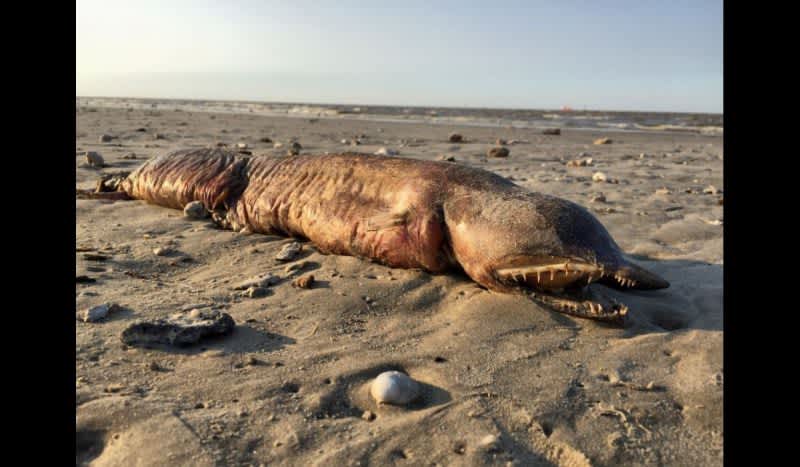Hurricane Harvey Washes Up Fanged Sea Creature on Texas Beach