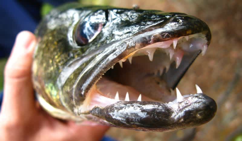 Pair of Anglers Rack Up $10,000 Fine for Keeping 38 Fish Over the Legal Limit