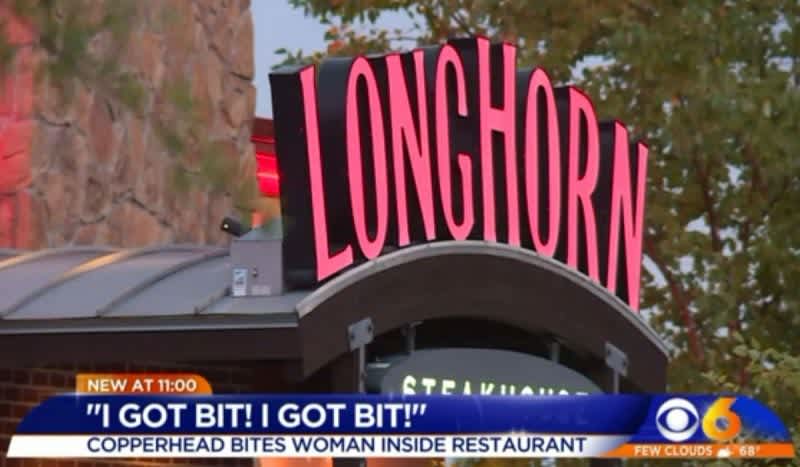 Video: Woman Bit Three Times by Copperhead Snake at LongHorn Steakhouse