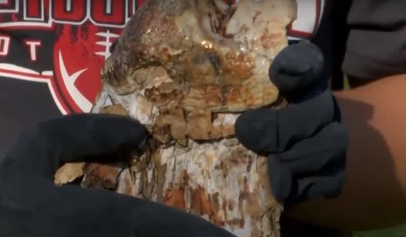Video: Boy in Michigan Discovers Mastodon Tooth in Grandparent’s Backyard