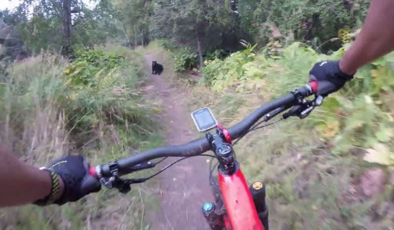 Video: Mountain Biking and Black Bears Don’t Mix; Here’s Why