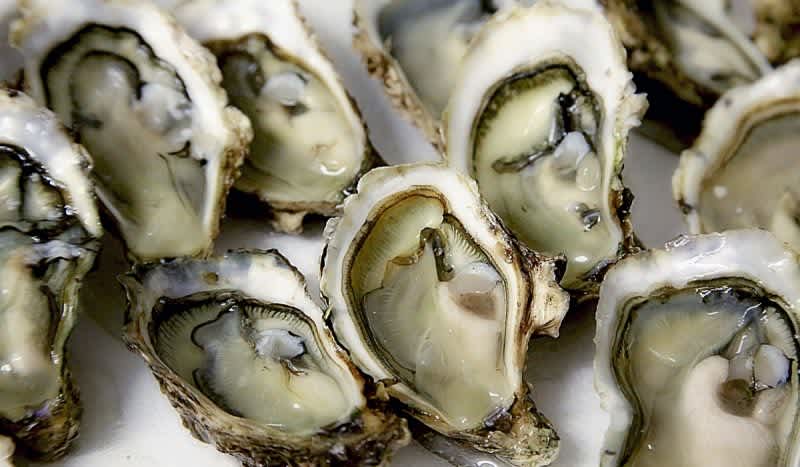Oysters Can in Fact Get Herpes, And It’s Killing Them in Droves
