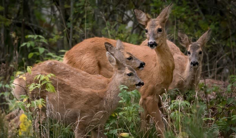 Rabid Deer Discovery Leaves Experts Puzzled